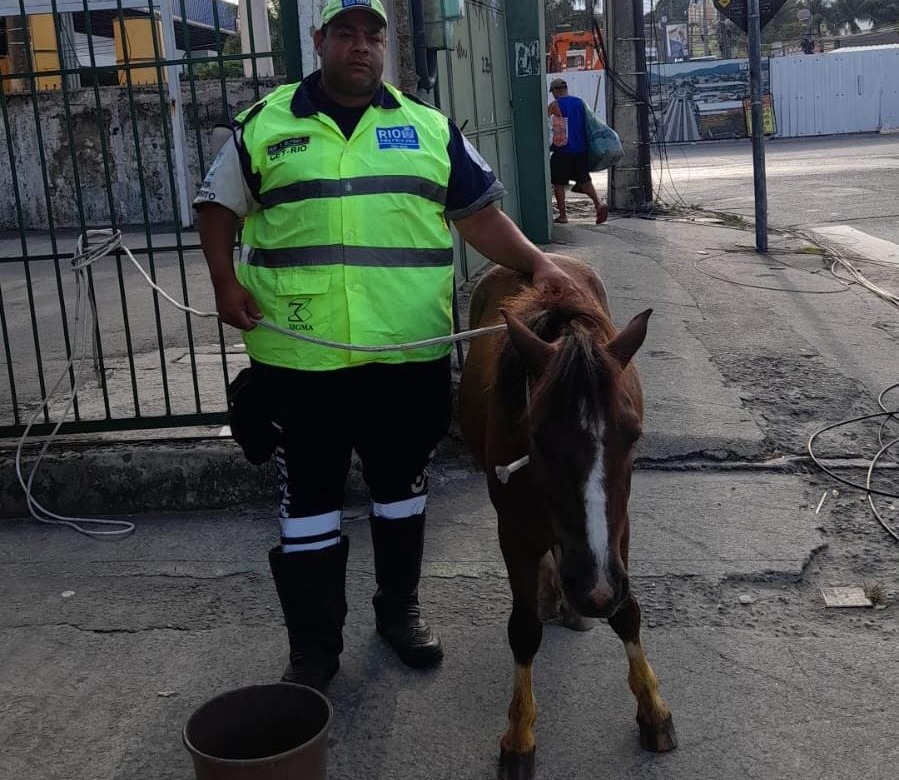 Operadores de trânsito da CET-Rio participam de resgate de cavalo em calha do BRT - Prefeitura da Cidade do Rio de Janeiro