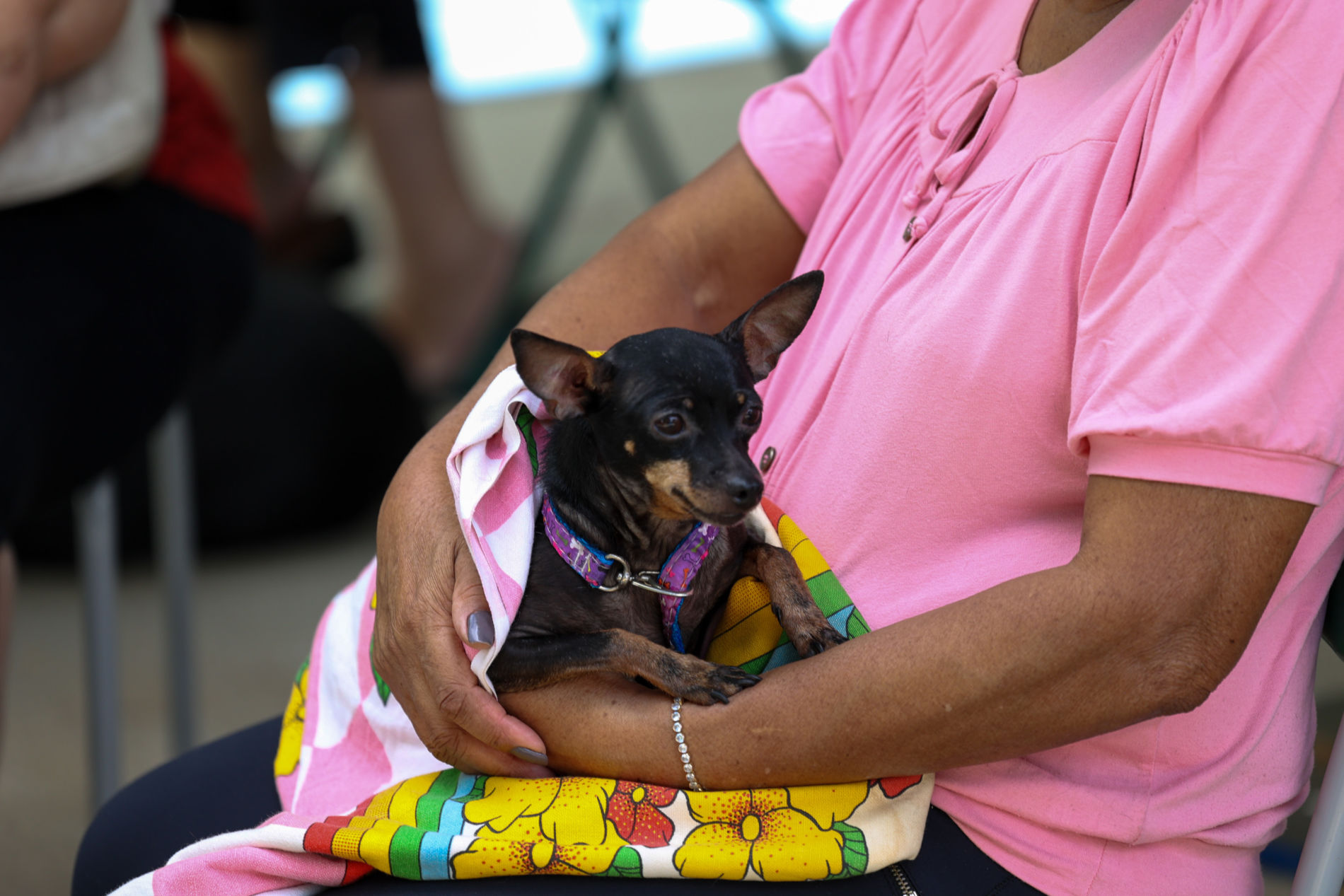 Em 2023, 2.818 animais foram castrados nos mutirões realizados pelo DEBEA